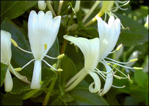 Fiore di esperide