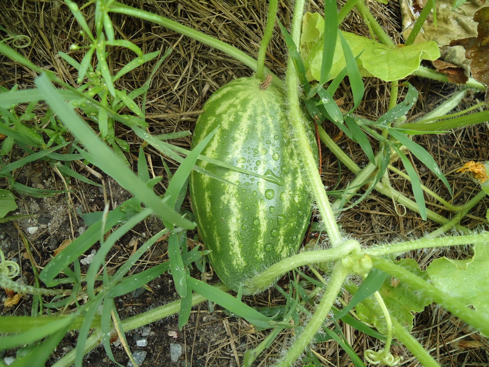 Daddy's girls! Garden watermelon, squash, and pumpkin!