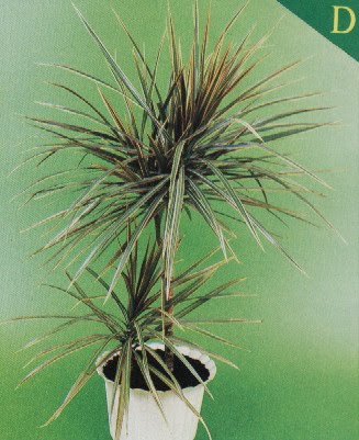 Rośliny doniczkowe i ozdobne poradnik DRACENA SMOCZA [SMOKOWIEC