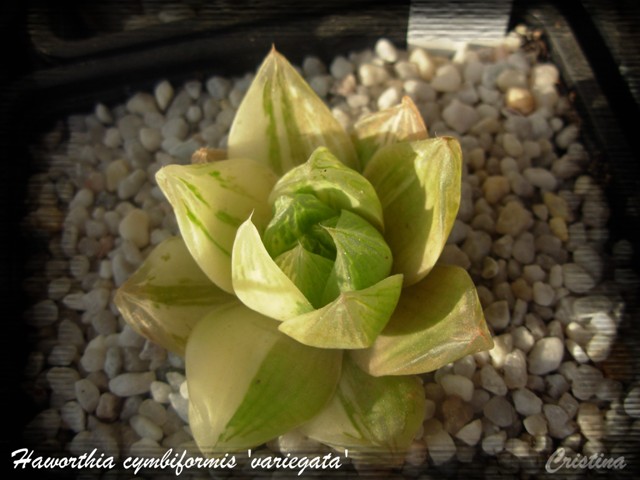 [Haworthia+cymbiformis+'variegata'.jpg]