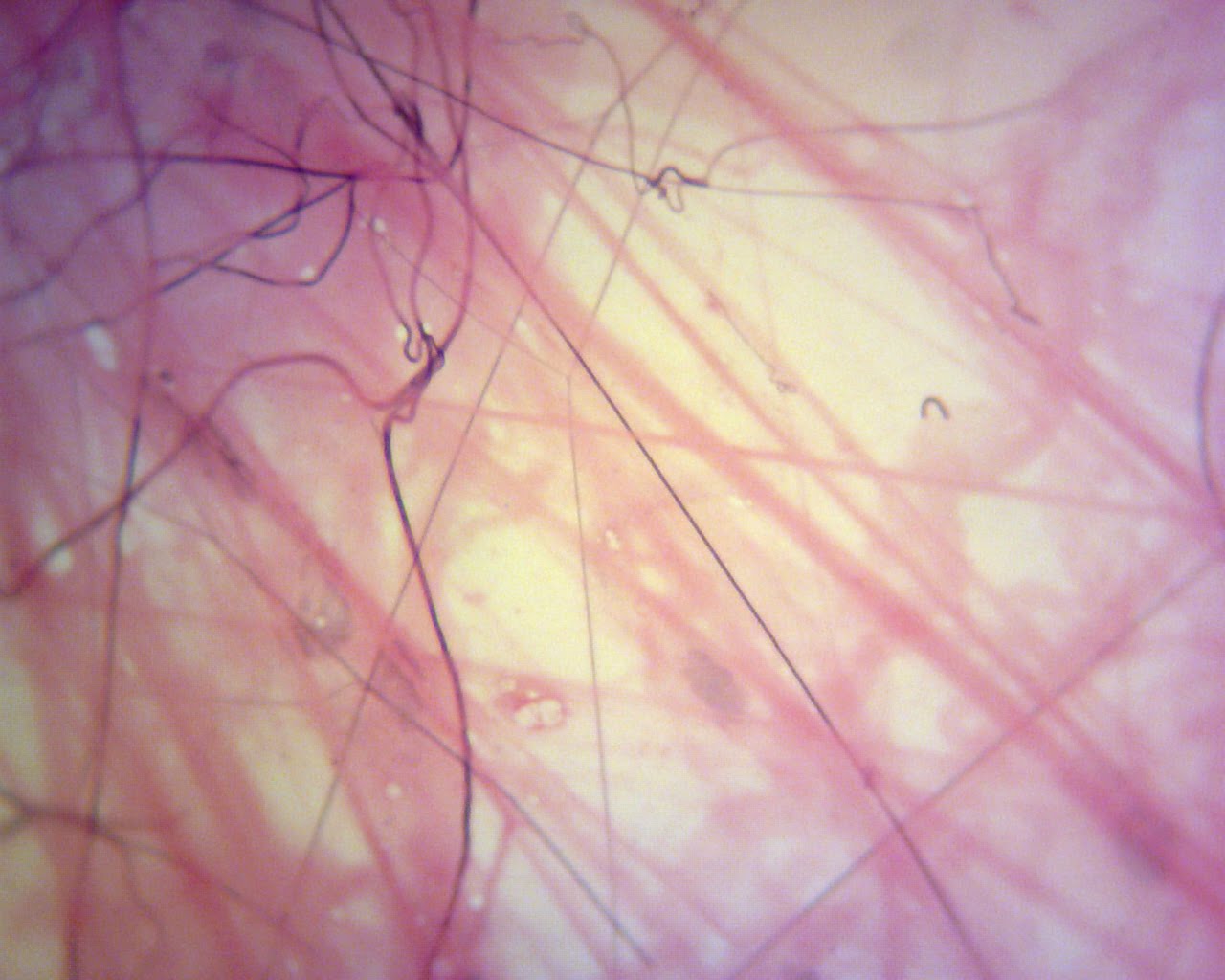 epithelial tissue slides