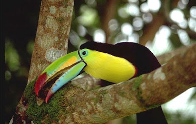 9 Facts About Toucans in Guatemala