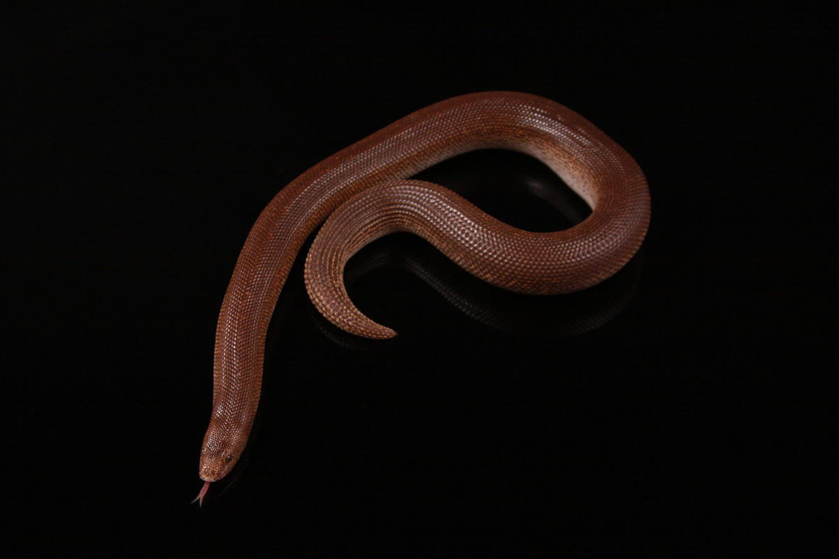 Rufescens Sand Boa