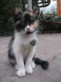 More Cats