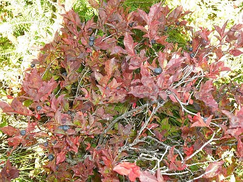 Culinary Alchemy: Huckleberry Heights - Picking Huckleberries