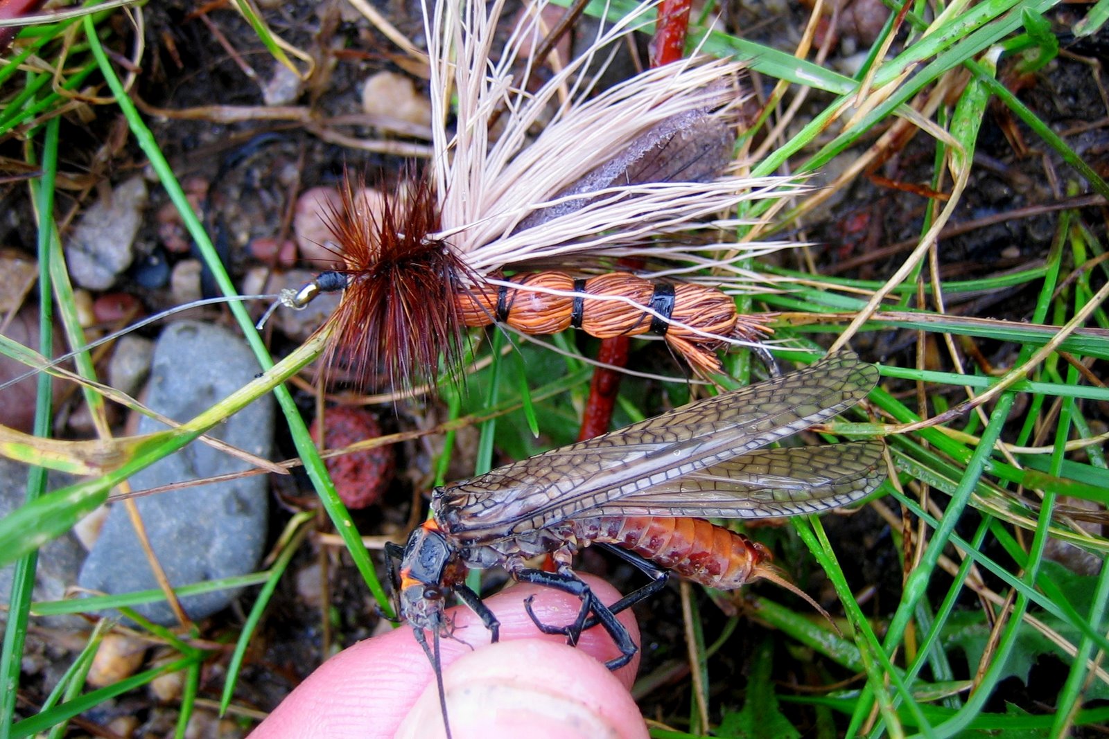 [Salmonfly+Real+&+Not.JPG]