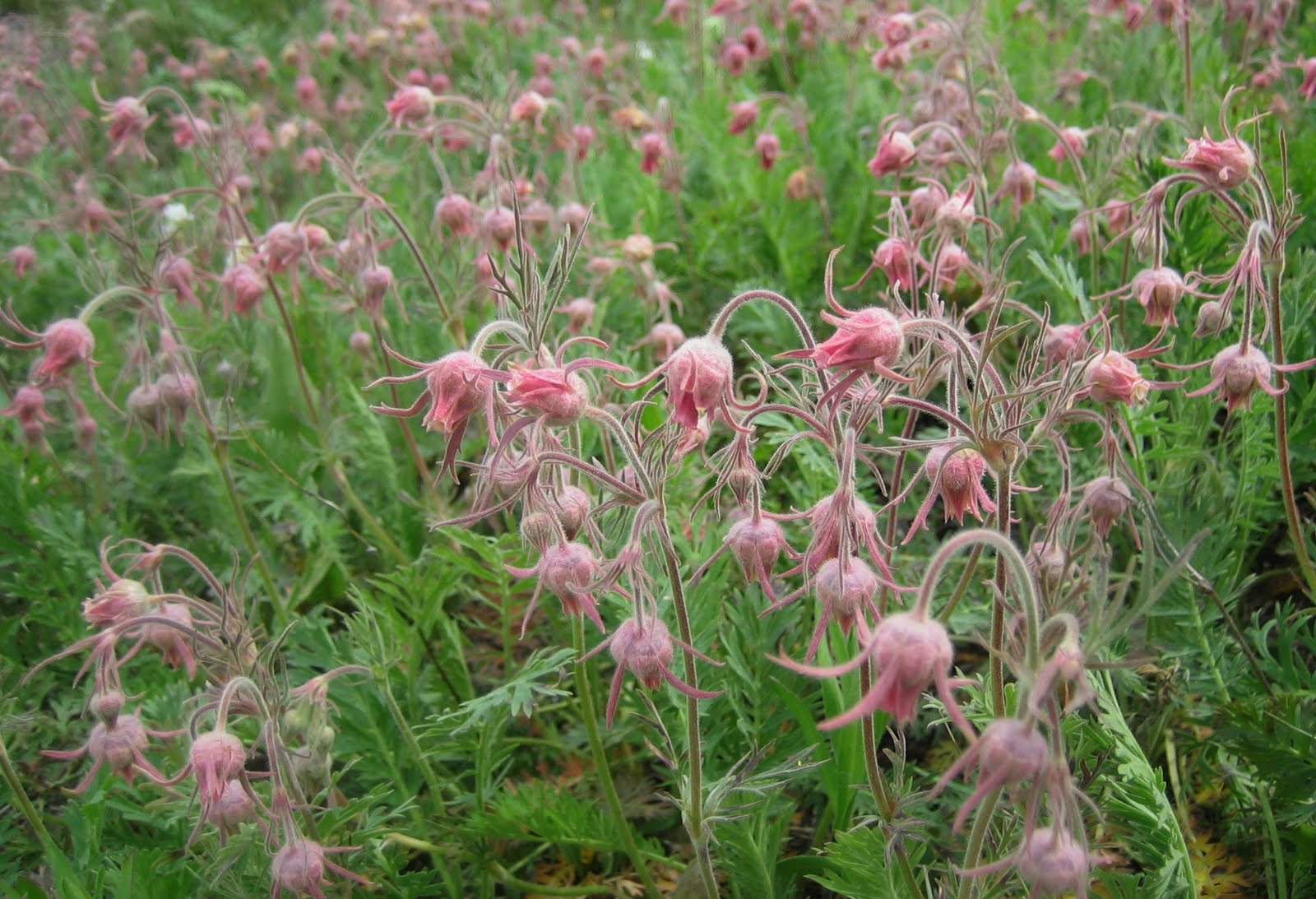 prairie smoke