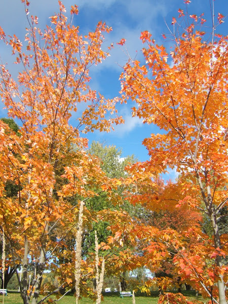 kentville autumn leaves