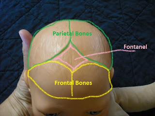 Natural Birth In Kitsap: Optimal Fetal Positioning, Part 2 - The Fetal Head