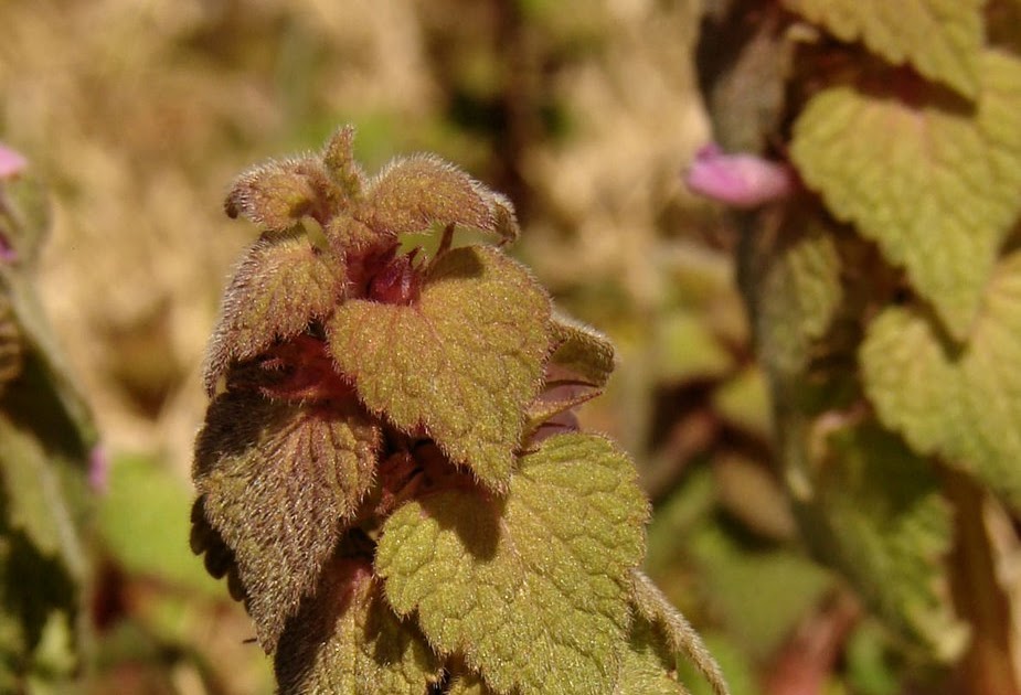 Oklahoma Wildflowers Red Henbit