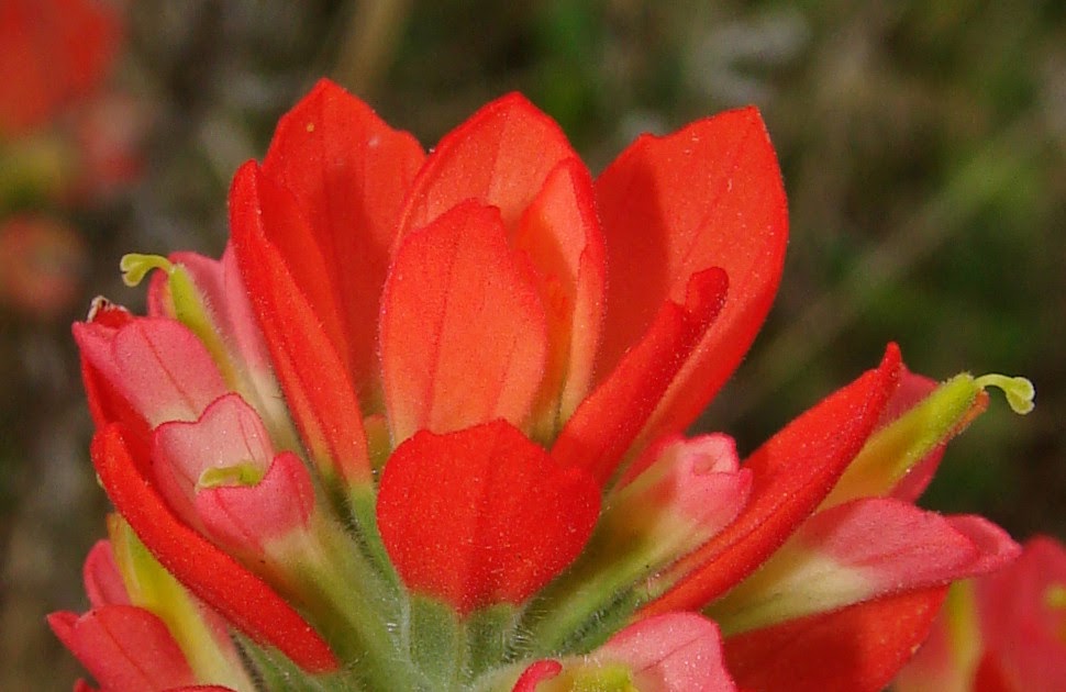 Oklahoma Wildflowers Indian Paintbrush 2009