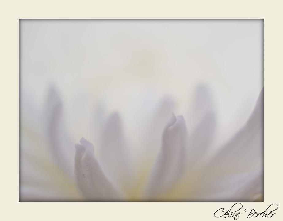 [fleur+blanche+mod.jpg]