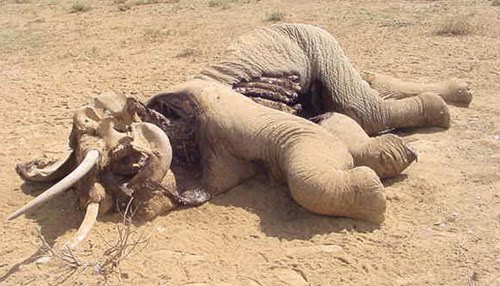 [dead-elephant.jpg]