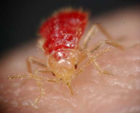 ten most bedbug-infested