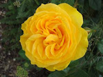 Julia Child Floribunda Rose