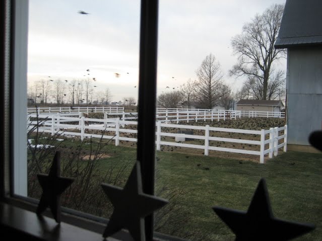 [birds+2_001.JPG]