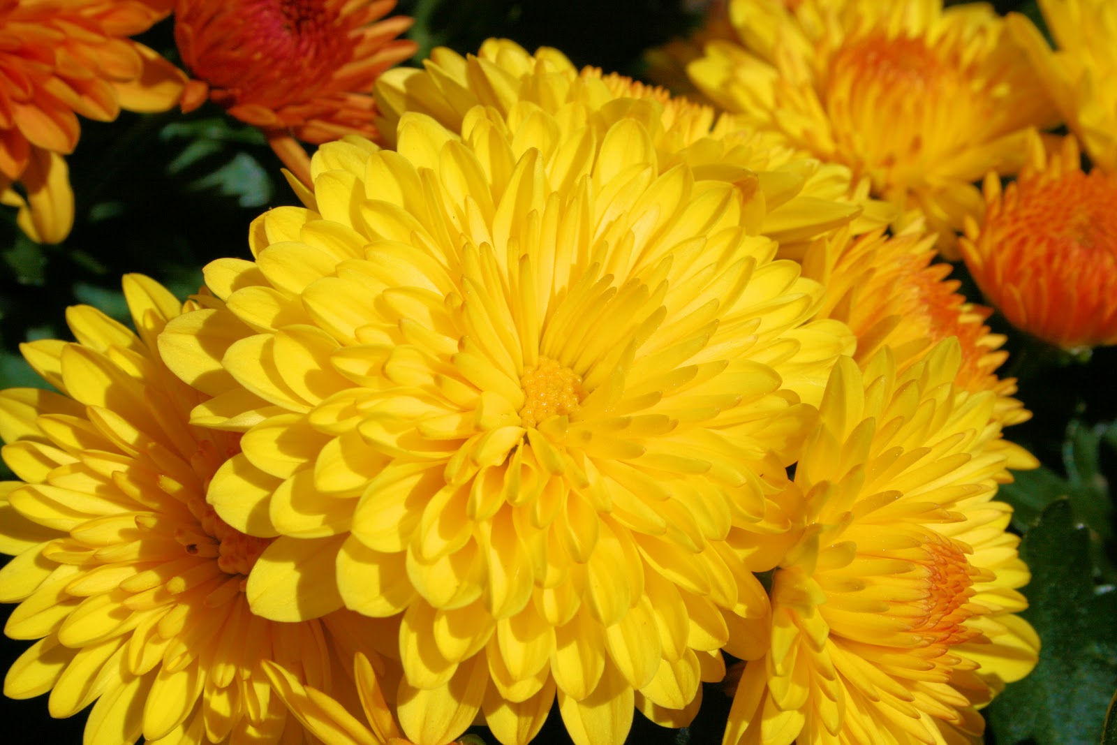 yellow mums bing images yellow mums bing images