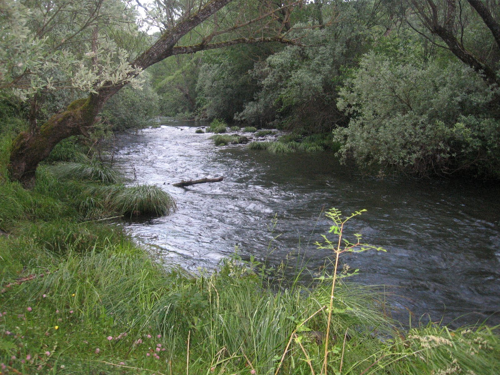 Foto de Rio Pedroso en Pinilla de los Moros, Burgos