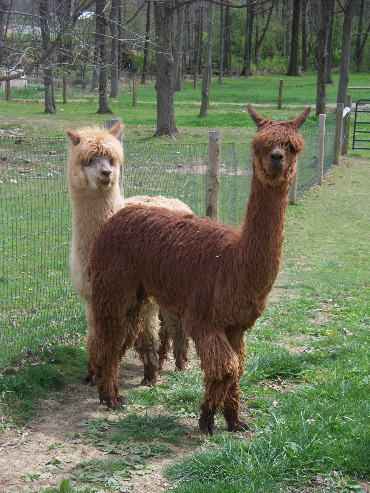 Earth Day and Alpacas Alpaca Meadows