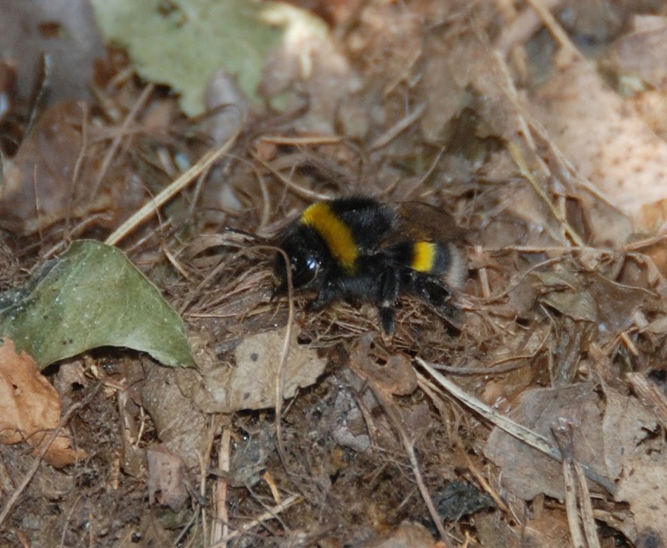 Fungus in the Wild: More Life in the Garden