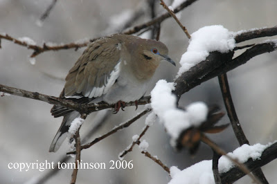 Snowy Dove