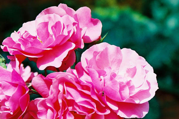 [Flores_Rosas_Sao_Roque_Minas_grd.gif]