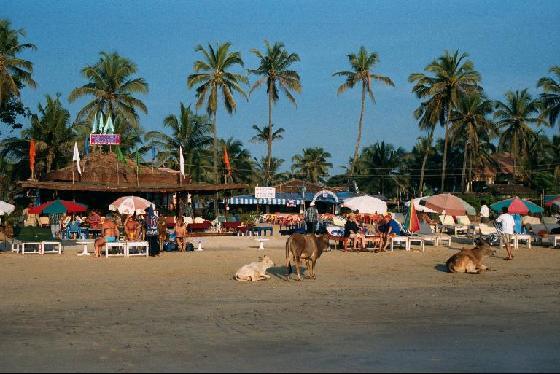 sex in baga beach of goa sex in baga beach of goa