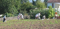 LABRADORES RECOGIENDO PATATAS