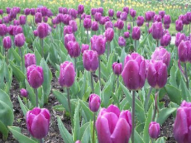 Tulipas ... quero mt em breve conhecer a Holanda e correr num campo repleto de tulipas ...