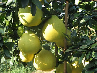 The fruits should be heavy