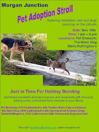 Pet Adoption Stroll