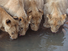 Lions in Antelope Park