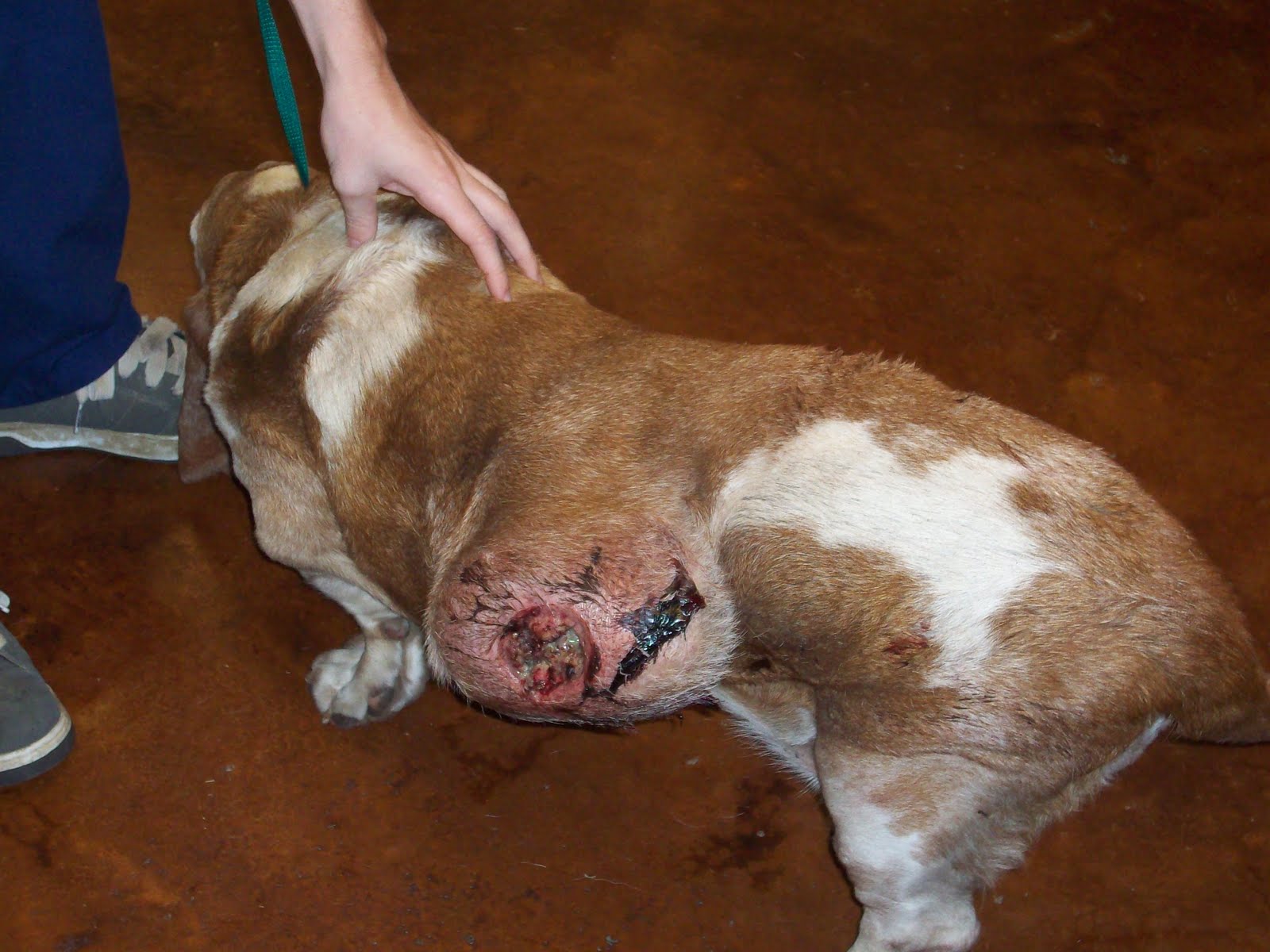 What If You Do Not Treat Your Dog For Lymphoma What If You Do Not Treat Your Dog For Lymphoma