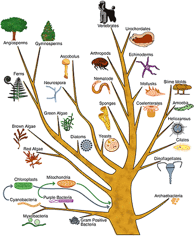tree of life evolution. tree of life evolution. tree of life evolution.