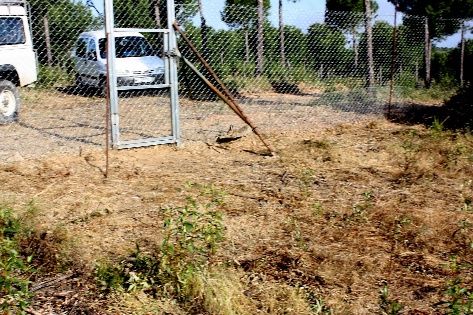 MURALLAS DE NIEBLA: SE SUELTAN LOS PRIMEROS CONEJOS EN EL NUCLEO DE MAJANOS