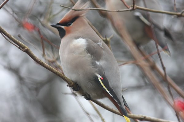 [Waxwing+2.JPG]