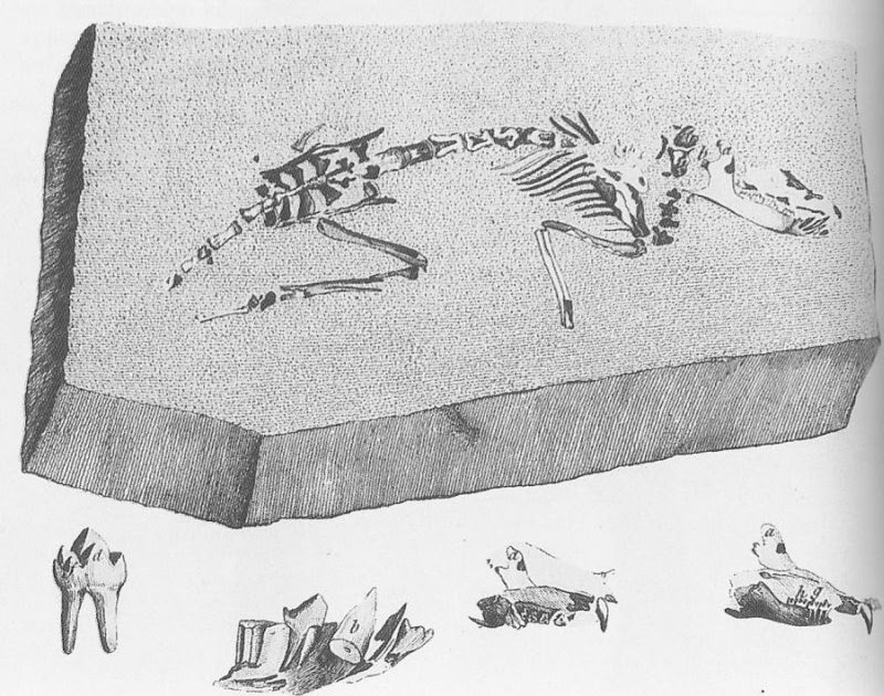 paleomammiferi L´Opossum di Cuvier
