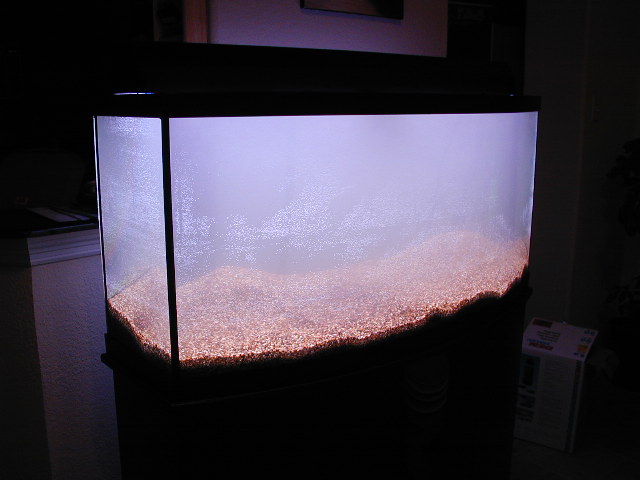 goldfish planted tank. hair goldfish planted aquarium
