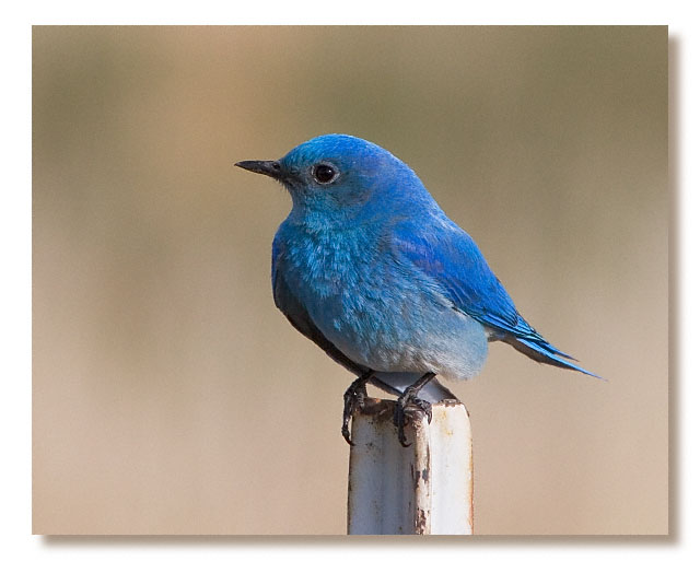 bicoastally the bluebird bicoastally the bluebird