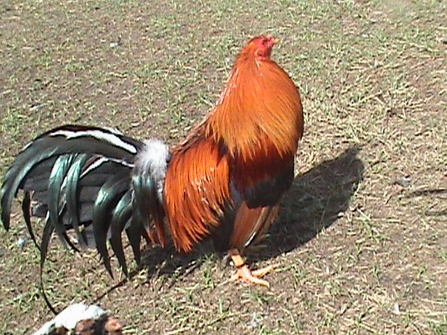 GALLO FINOS COLOMBIANO gallo finos colombiano: