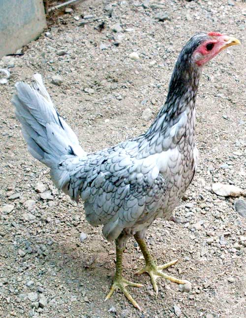 gallina de 5 meses media sangre dominicano bacho x trifino