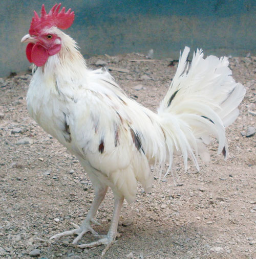 gallo de 12 meses media sangre trifino x dominicano bacho