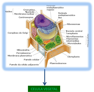 celula vegetal e animal. celula vegetal e animal. Celula VEGETAL e ANIMAL .