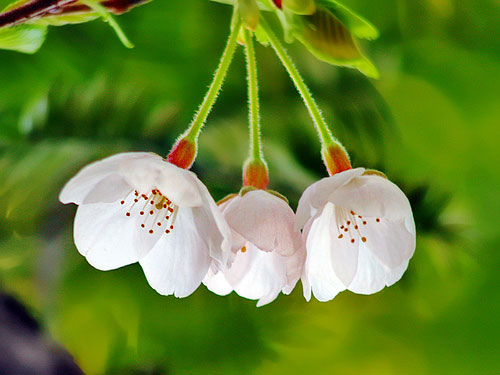 cherry blossom flower. Cherry Blossom Flower