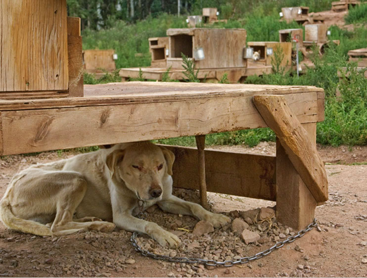 Krabloonik dogs in summer.