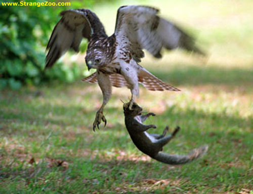 Dbshowbeautiful Birds Of North America Gallery :