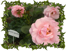In my garden...