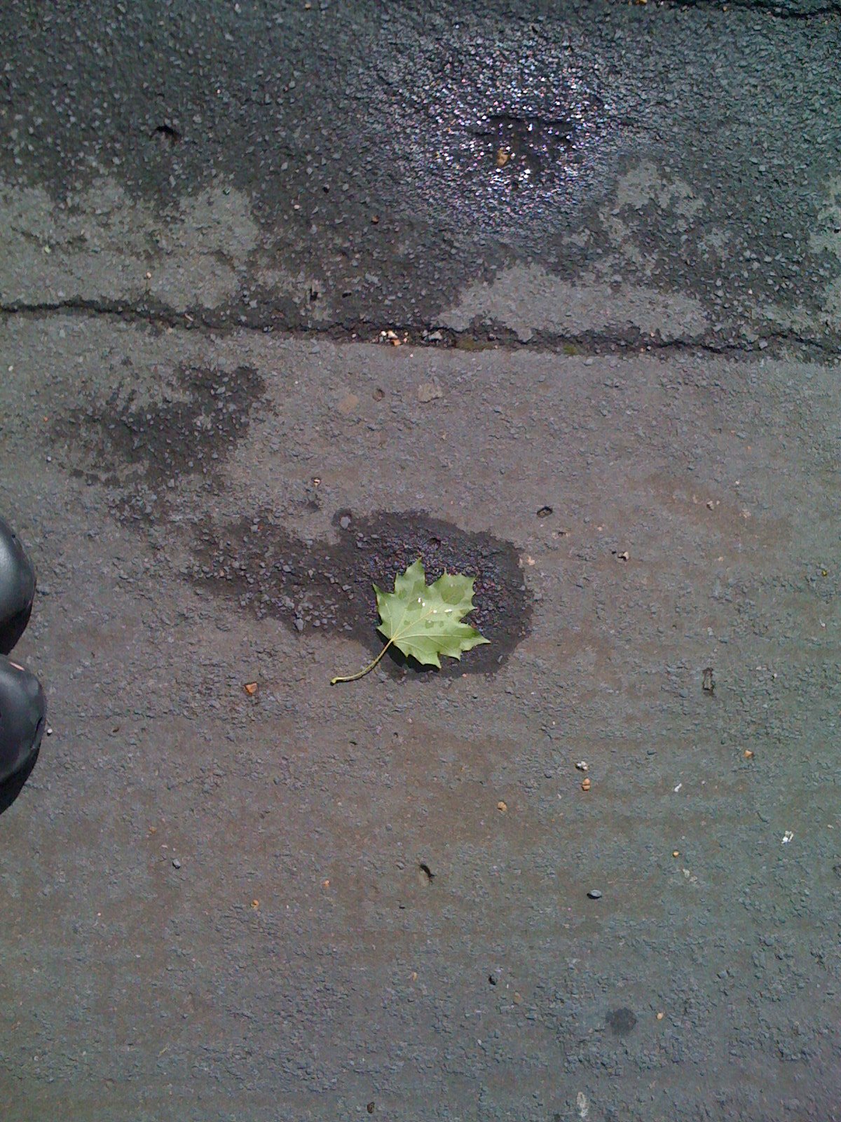 [leaf.JPG]