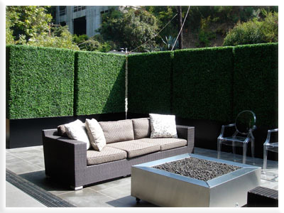 Privacy Planting Best 25 Privacy Plants Ideas On Pinterest Yard