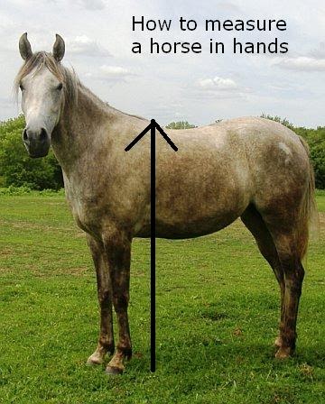 The Mane Point: Horse Measurement - How Many Hands Is Your Horse?